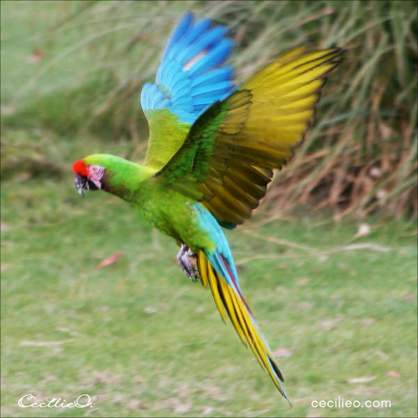 Reference photo of a flying Macaw, used to inspire and guide the artist in capturing the bird's anatomy and posture.