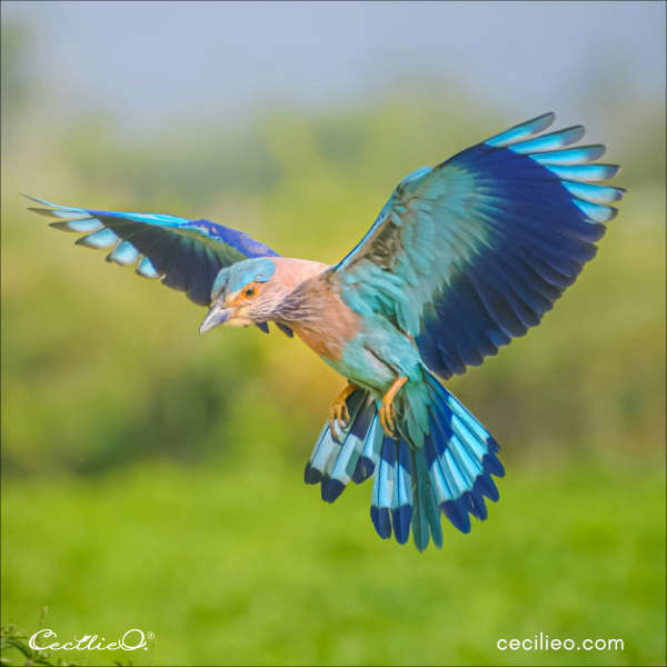 Reference image of an Indian Roller bird in flight, providing visual details for artists aiming to replicate its unique features.