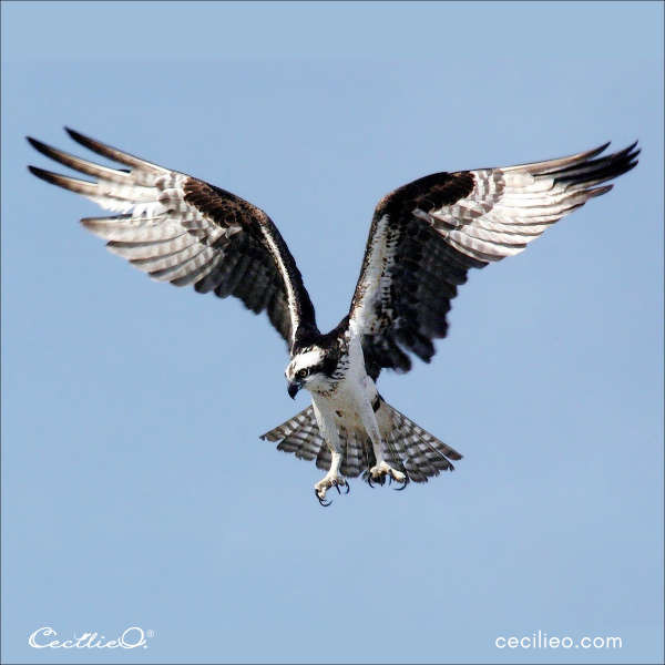 Reference photograph of an Osprey in flight, providing visual cues for artists to capture its unique form and features accurately.