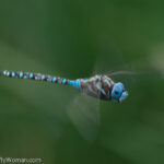 Blue eyed darner, Rhionaeschna multicolor, flying