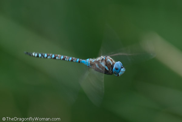Blue eyed darner, Rhionaeschna multicolor, flying