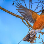 American Robin perched on a snow-covered branch, showcasing its ability to withstand cold temperatures