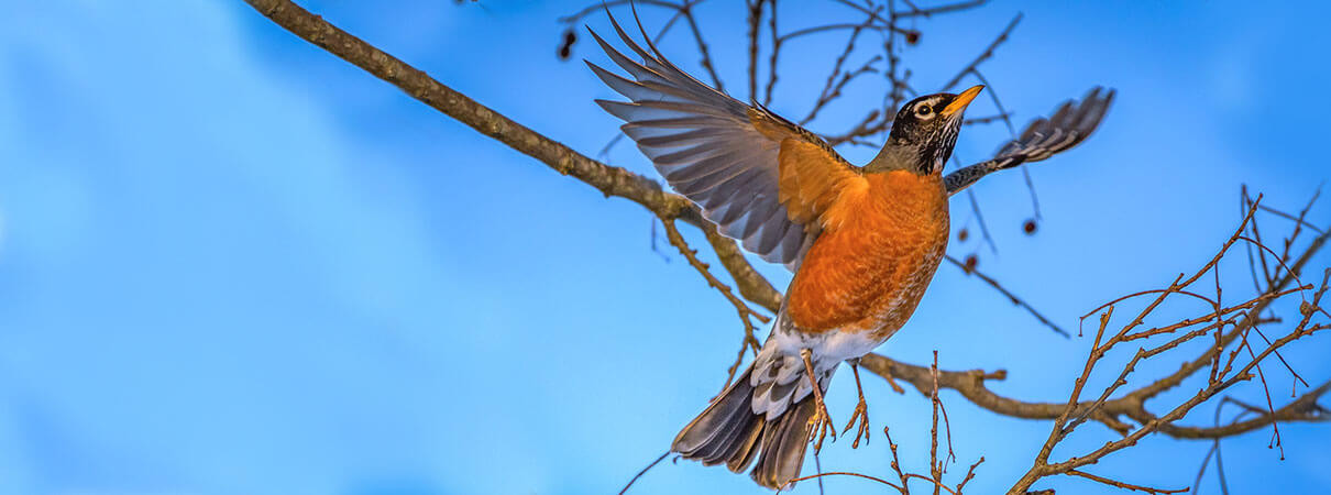 American Robin perched on a snow-covered branch, showcasing its ability to withstand cold temperatures