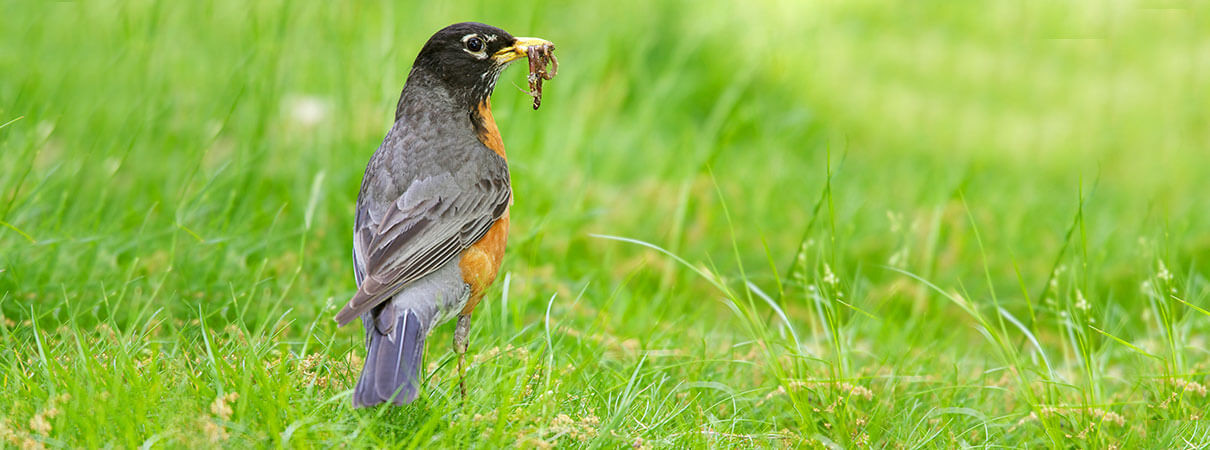 Close-up of an American Robin foraging for berries in a snowy landscape, demonstrating their winter diet