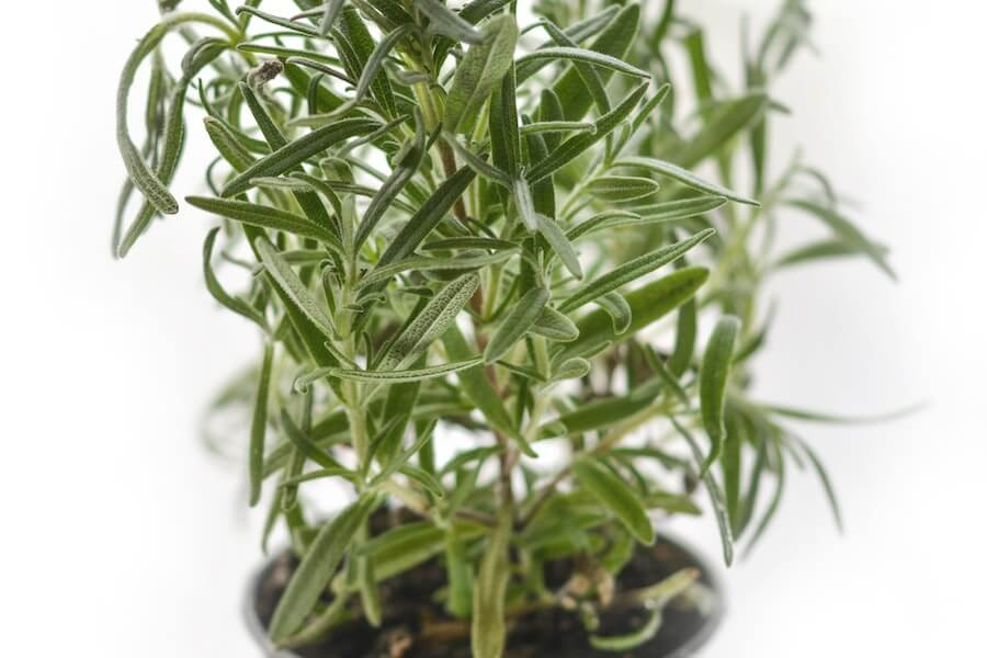 rosemary fly repellent plant