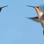 Ruby-throated Hummingbirds Hummingbirds do migrate. Photo by Sari Oneal/Shutterstock.