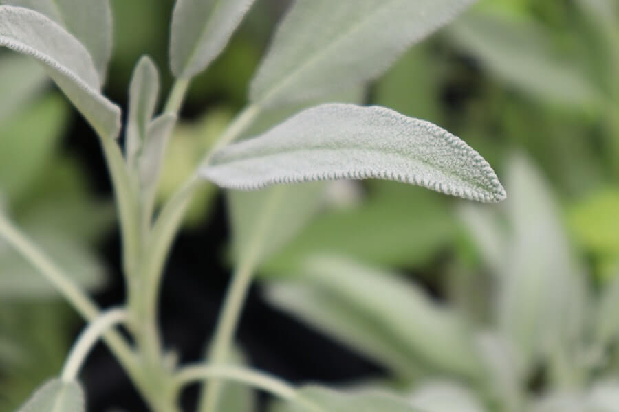 sage green fly repellent plant