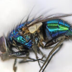 Green Bottle Fly, Lucilia sp.