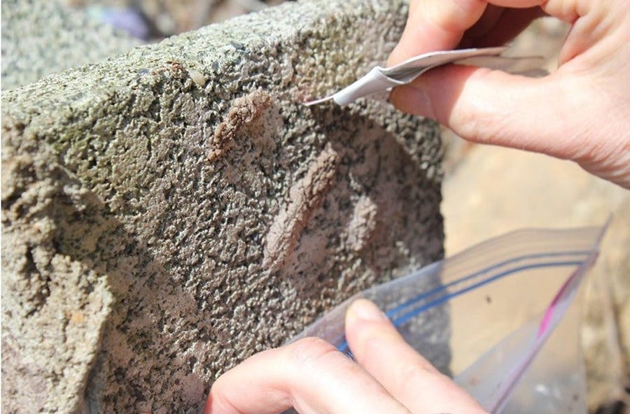 Scraping spotted lanternfly egg masses into a plastic bag from a cinder block