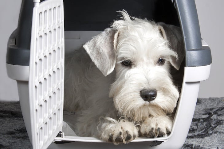 Sealyham Terrier laying comfortably inside a travel crate