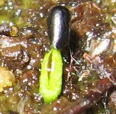 Venus flytrap Seed Germinating