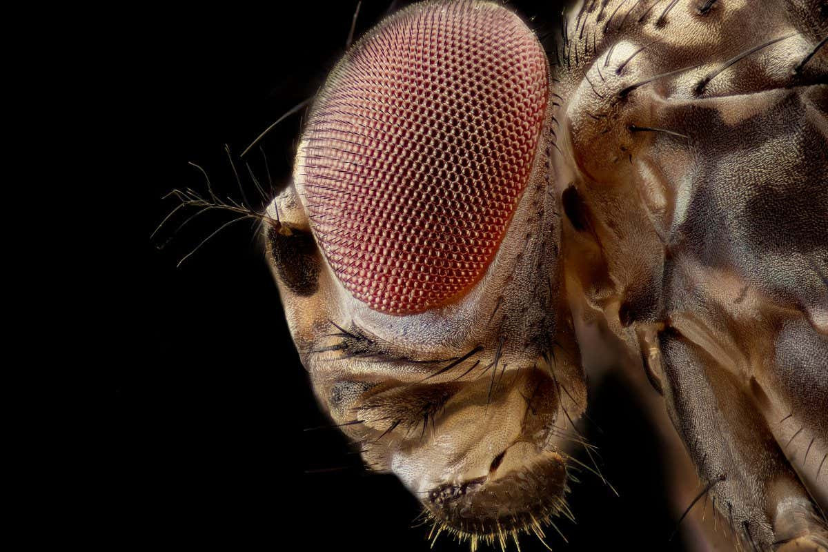 Fruit fly