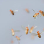 Fruit flies are sensitive to the sight of dead flies