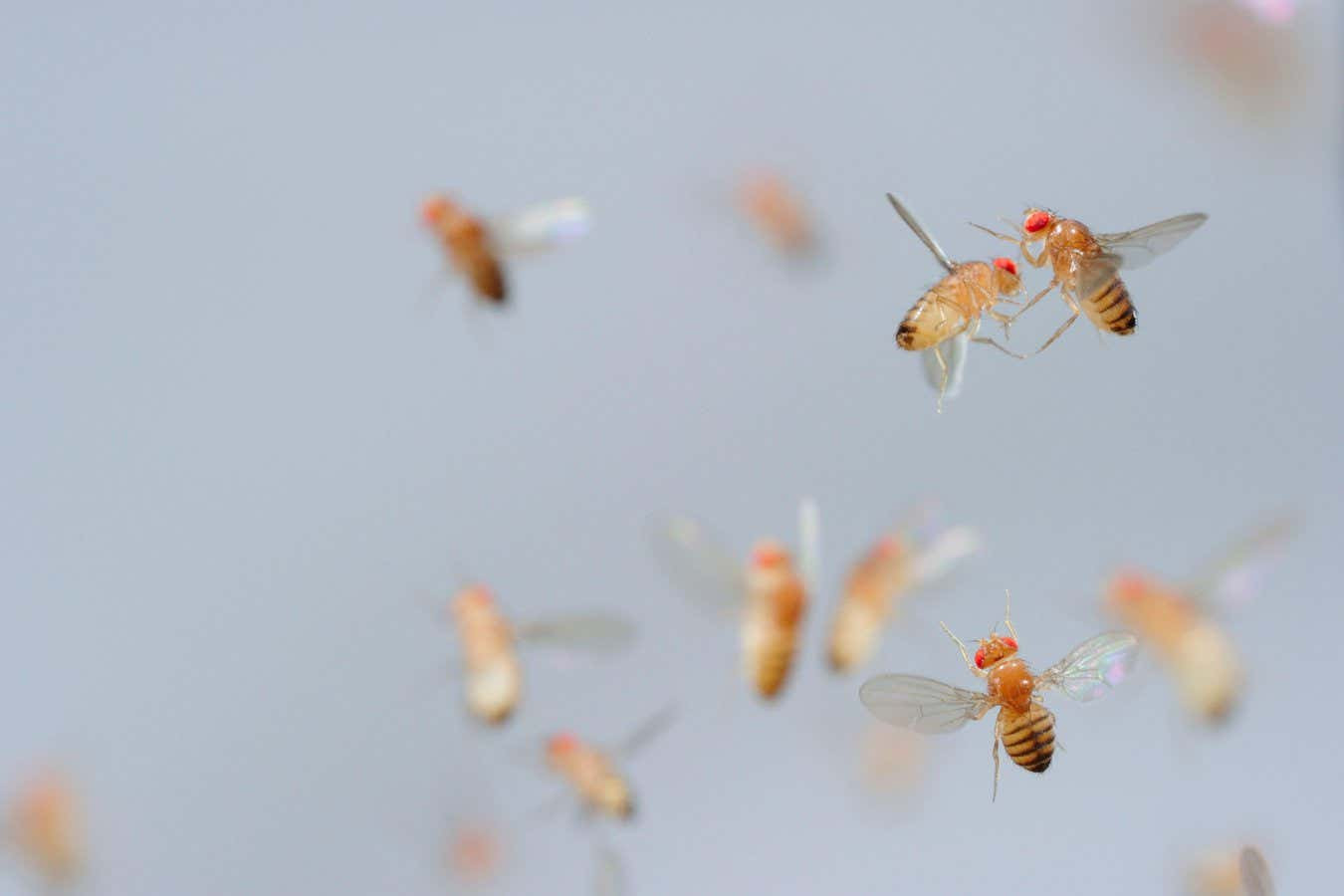 Fruit flies are sensitive to the sight of dead flies