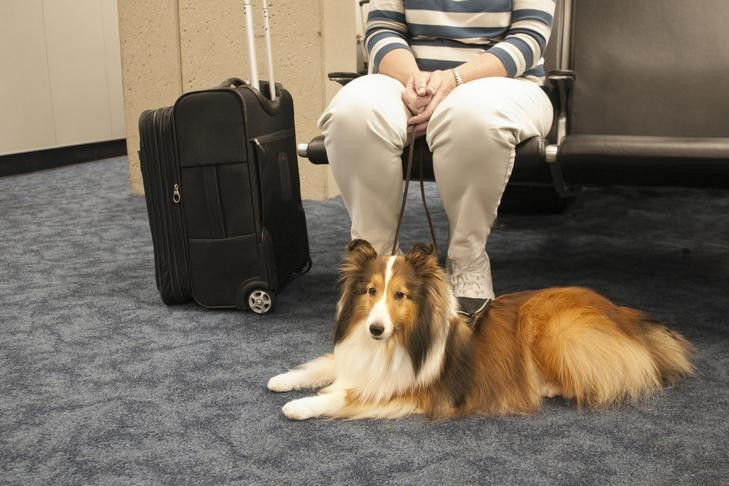 Shetland Sheepdog service dog resting near its owner at an airport