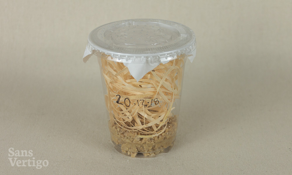 Fruit Fly Housing Setup