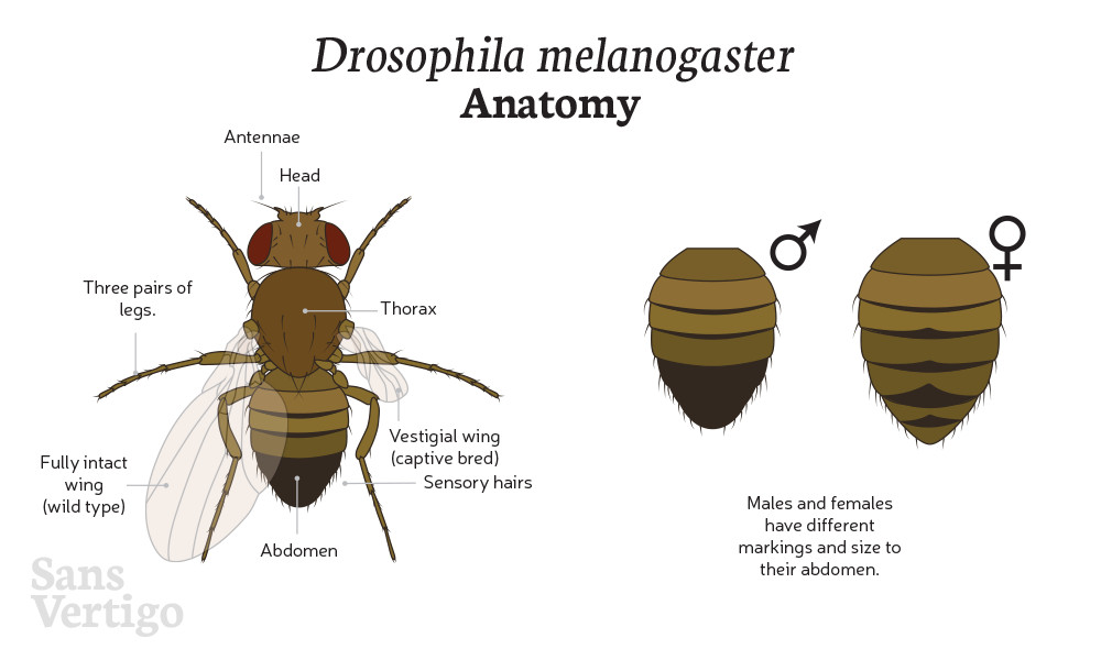 Fruit Fly Anatomy