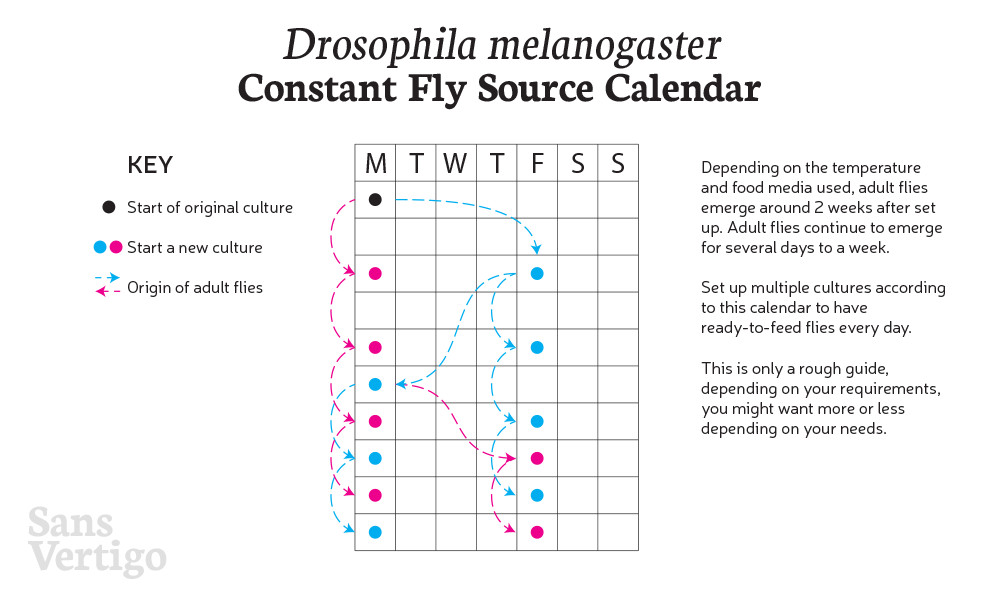 Fruit Fly Calendar