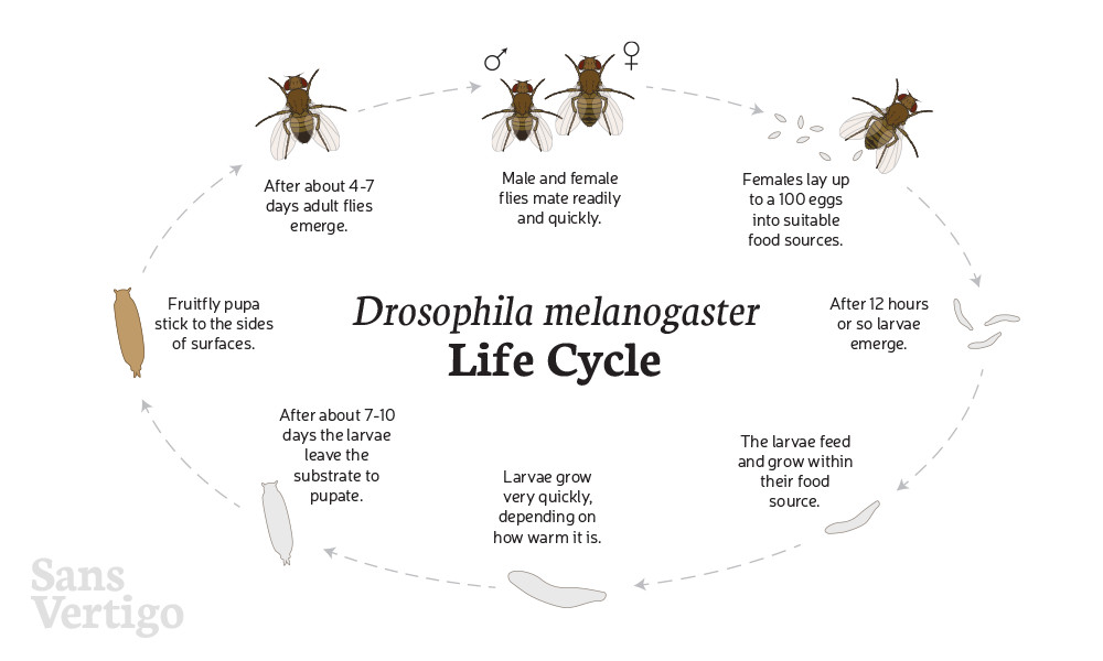 Fruit Fly Life Cycle