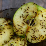 A cut apple has attracted fruit flies to feed on it