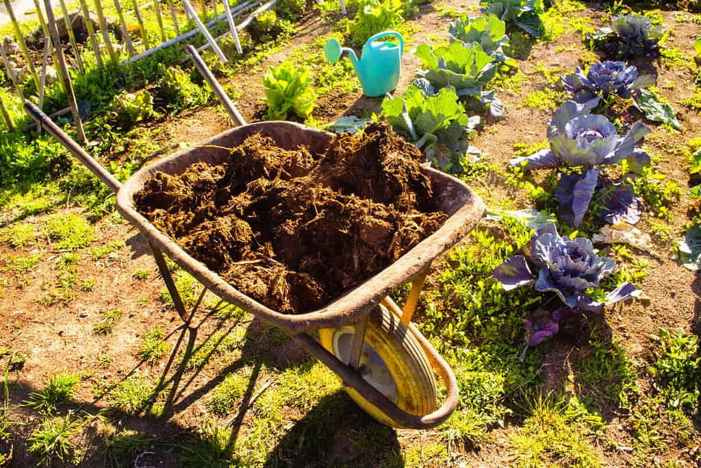 manure and vegetable garden