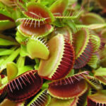 Venus flytrap