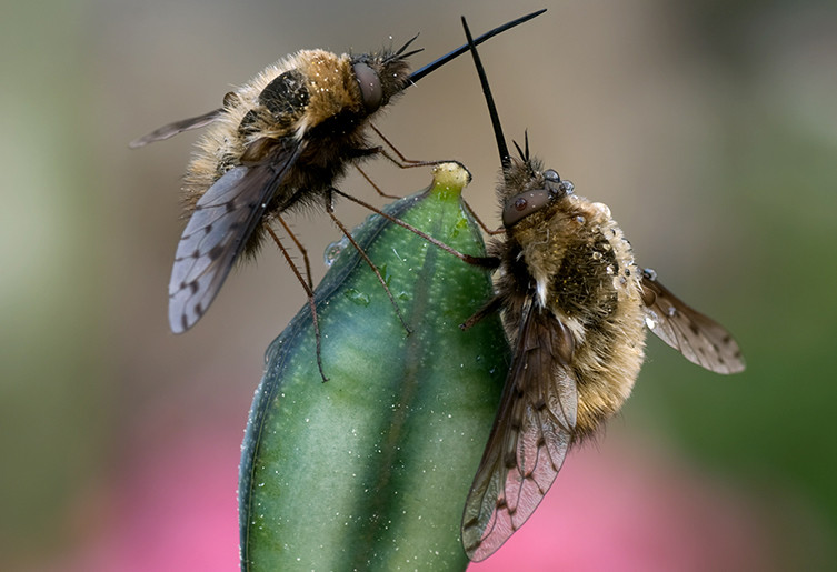 Two bee-flies covered in dew