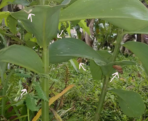 Resting butterflies found after a storm