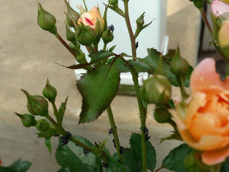 Spotted Lanternfly Nymphs on Rose Bush