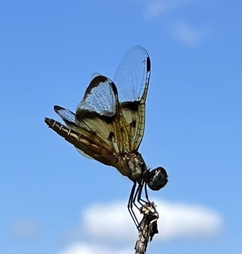 Slough Amberwing (Photo by Anita Westervelt)