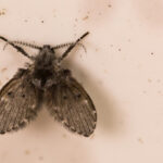 A close up of a flying black bug.