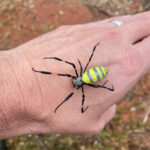 Very Large Joro Spider