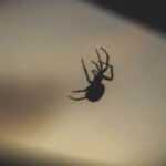 Spider climbing up web