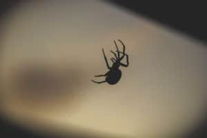 Spider climbing up web