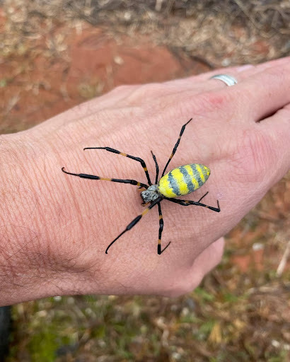 Very Large Joro Spider