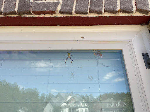Joro Spider Juvenile