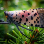Adult spotted lanternfly with its wings closed