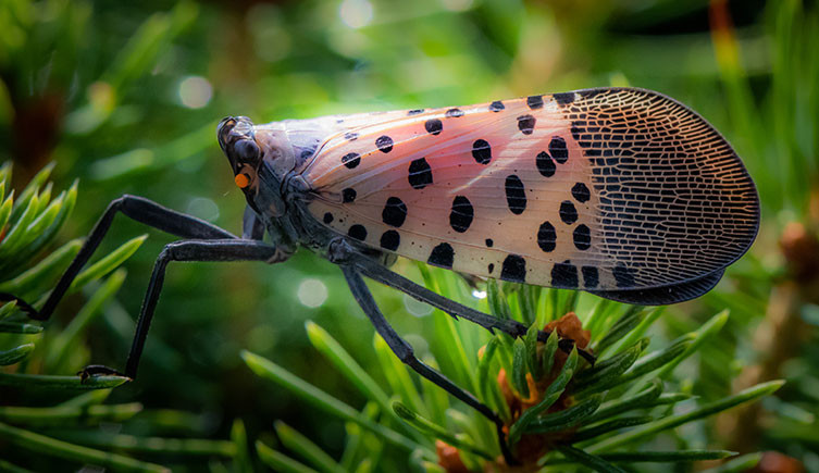 Adult Spotted Lanternfly Wings Closed