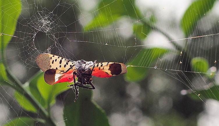 A dead spotted lanternfly caught in a spiderweb