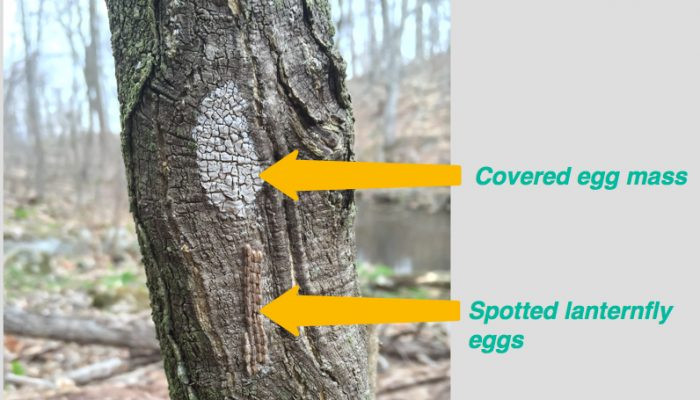 Spotted lanternfly egg mass and exposed eggs