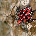 Spotted Lanternfly Nymph Red and Black on Tree