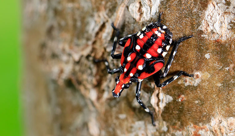 Spotted Lanternfly Nymph Red and Black on Tree