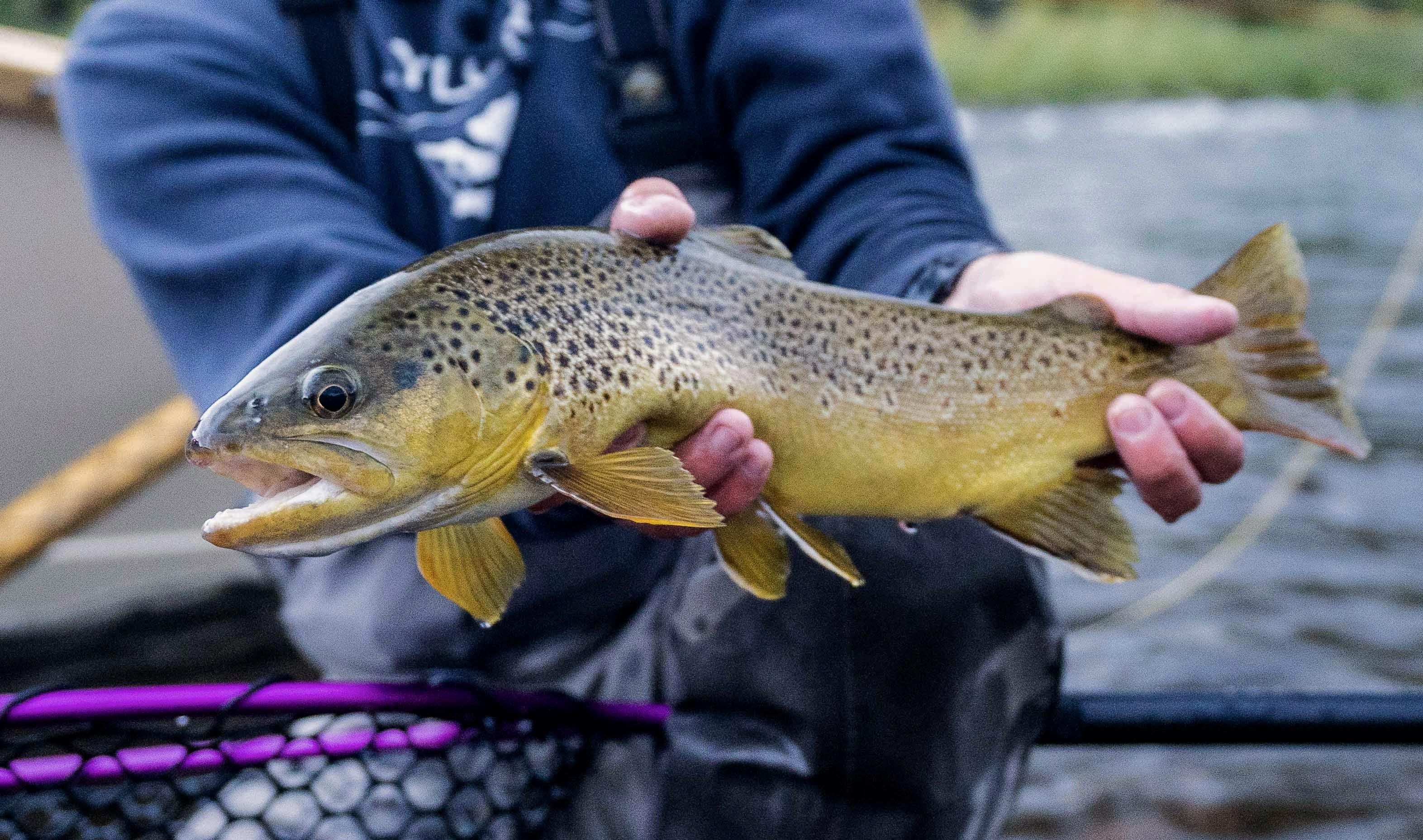 Streamer fish caught on the Roaring Fork River