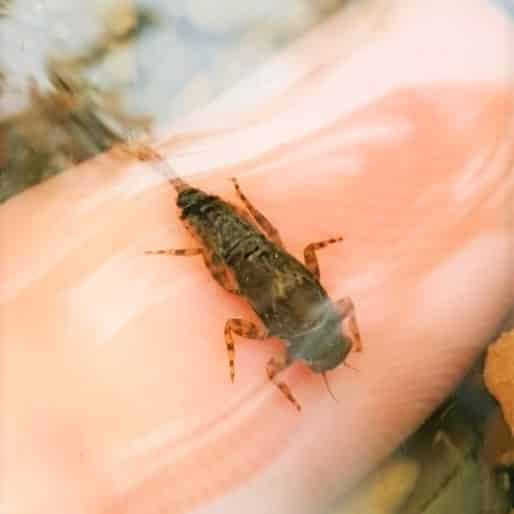 Fly fishing dry fly