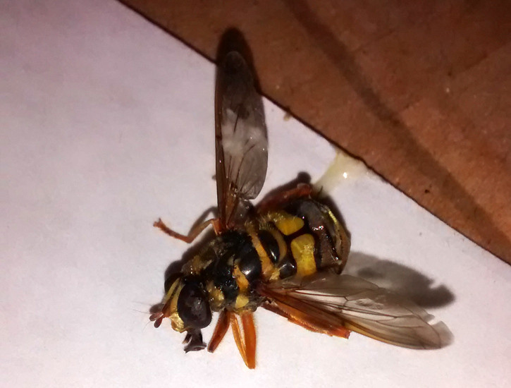 Flower Fly Carnage