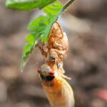 Cicada on a leaf