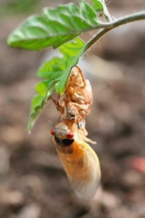 Cicada on a leaf