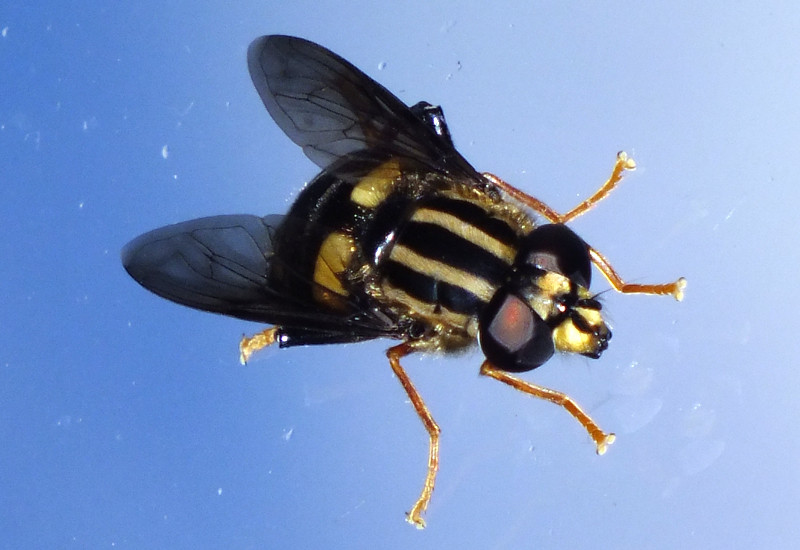 Threelined Hover Fly