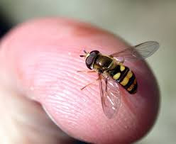 Hover fly with yellow striped back on green leafy plant