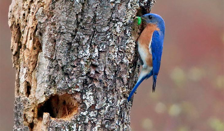 eastern bluebirds roosting